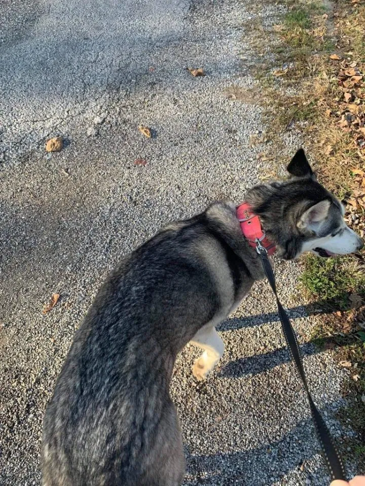 Lost dog in Mount Carmel, IL, 62863