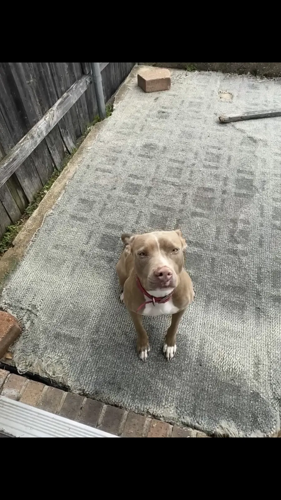 Lost dog in Mesquite, TX, 75149