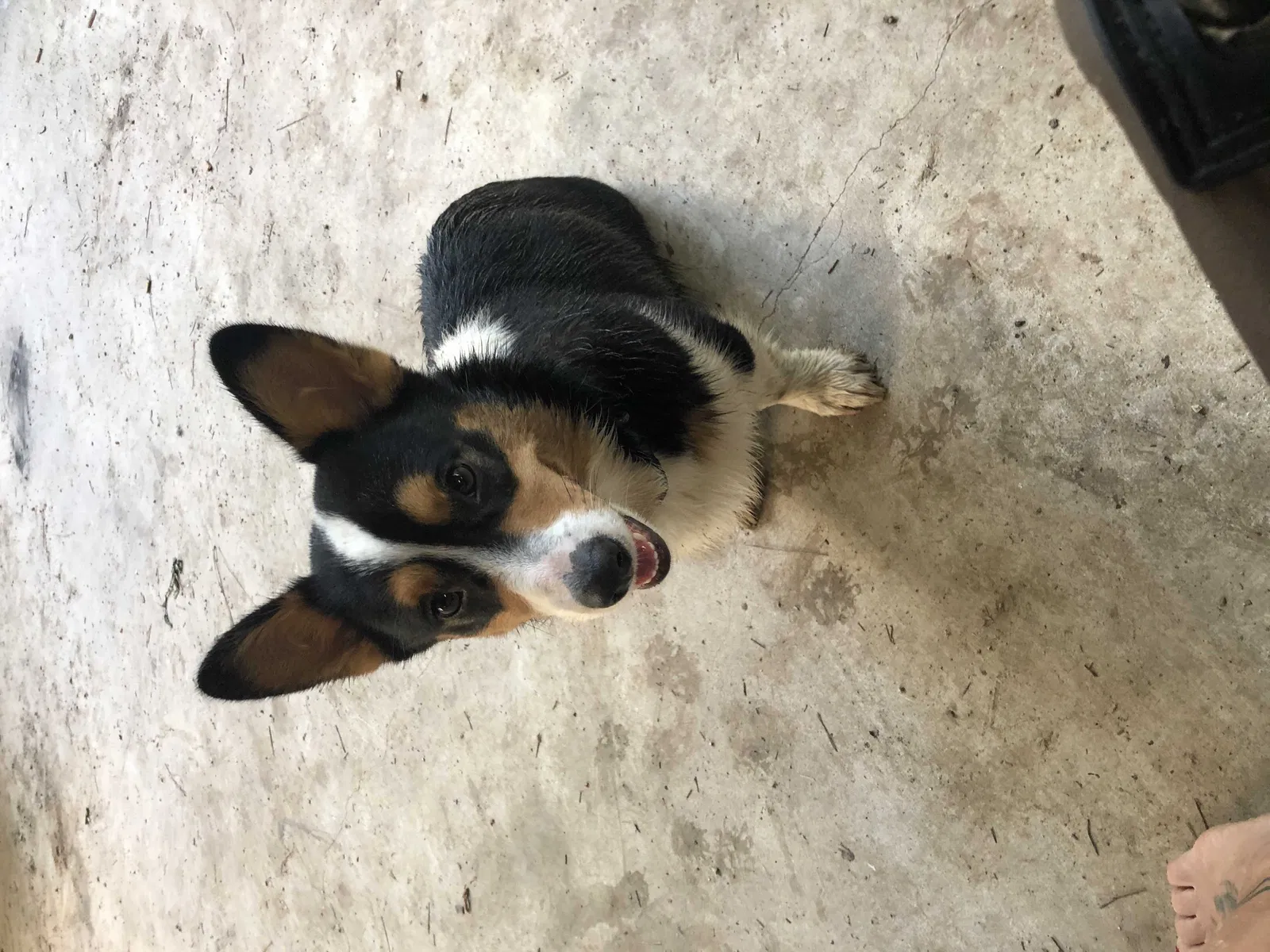 Lost dog in Livingston, TX, 77351