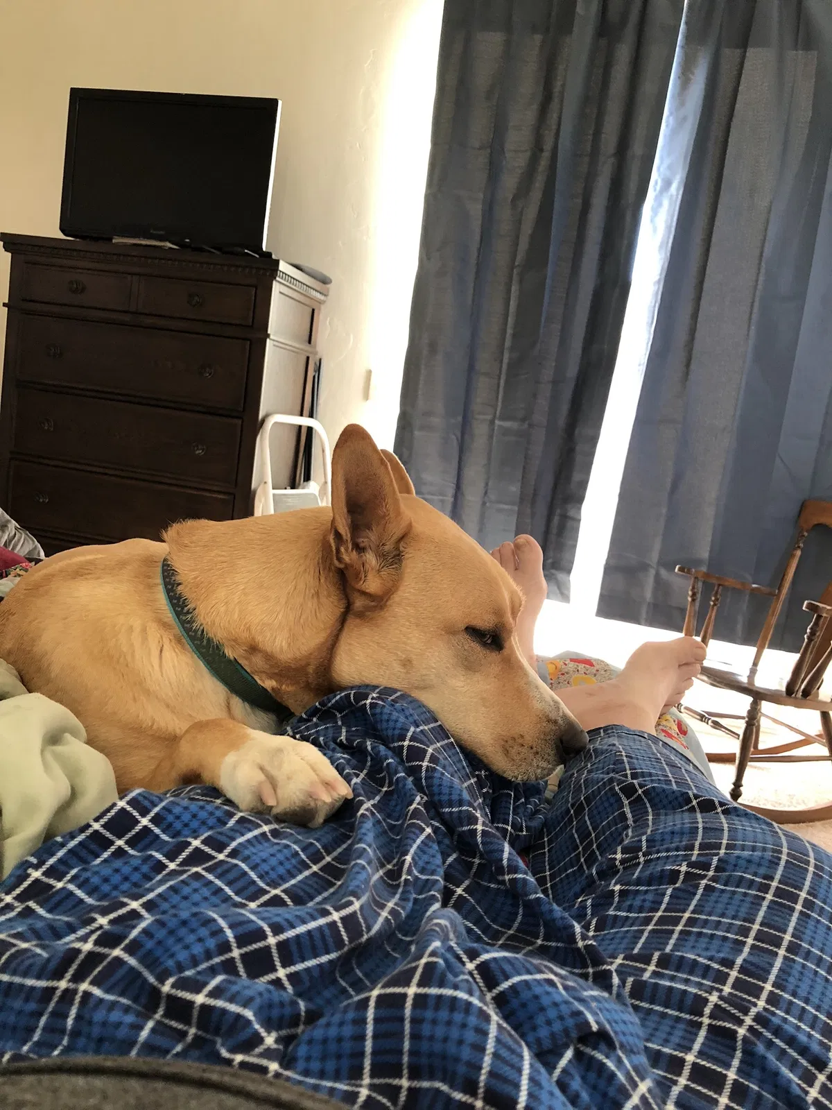 Lost dog in Trego, WI, 54888