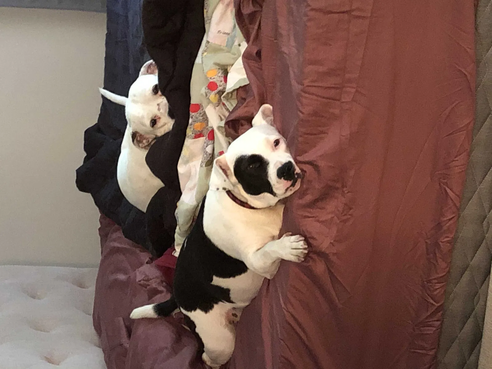 Lost dog in Turtle Lake, WI, 54889