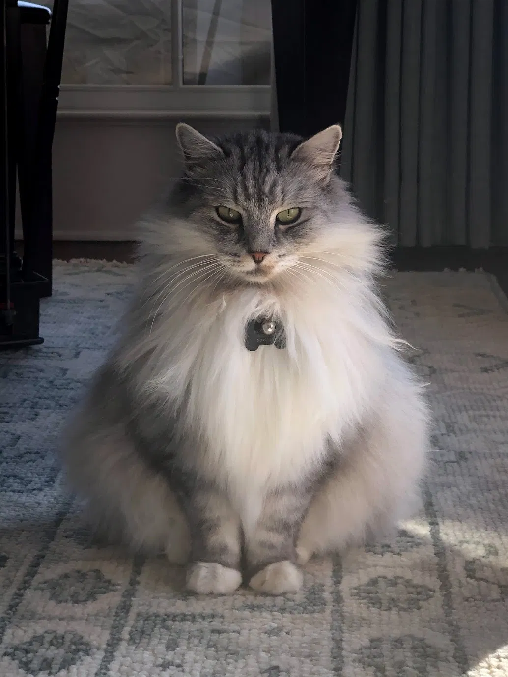 Lost cat in Ridgeland, MS, 39157