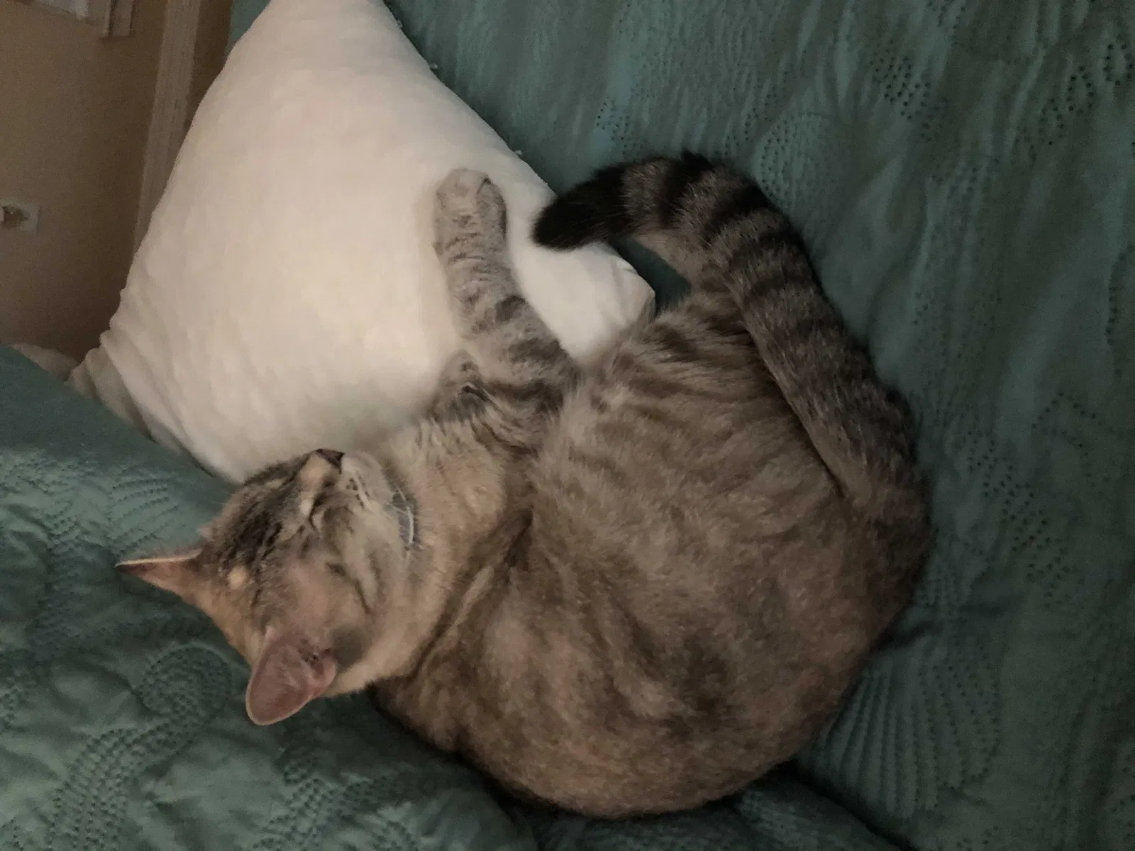 Lost cat in Gulf Breeze, FL, 32563