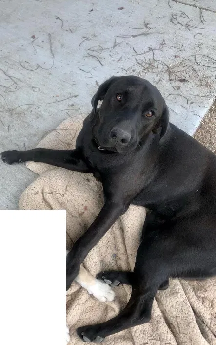 Lost dog in Porterville, CA, 93257