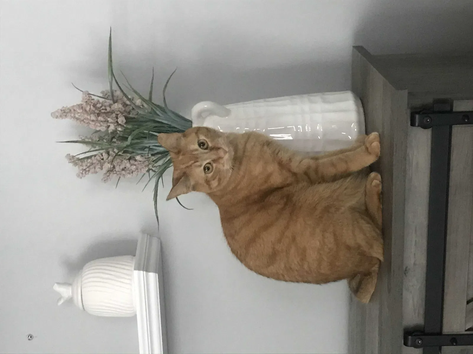 Lost cat in Absecon, NJ, 8205