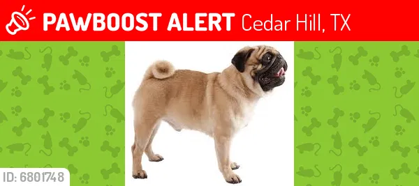 Lost dog in Cedar Hill, TX, 75104