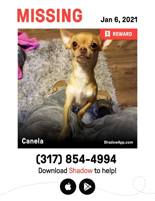 Lost dog in Indianapolis, IN, 46224