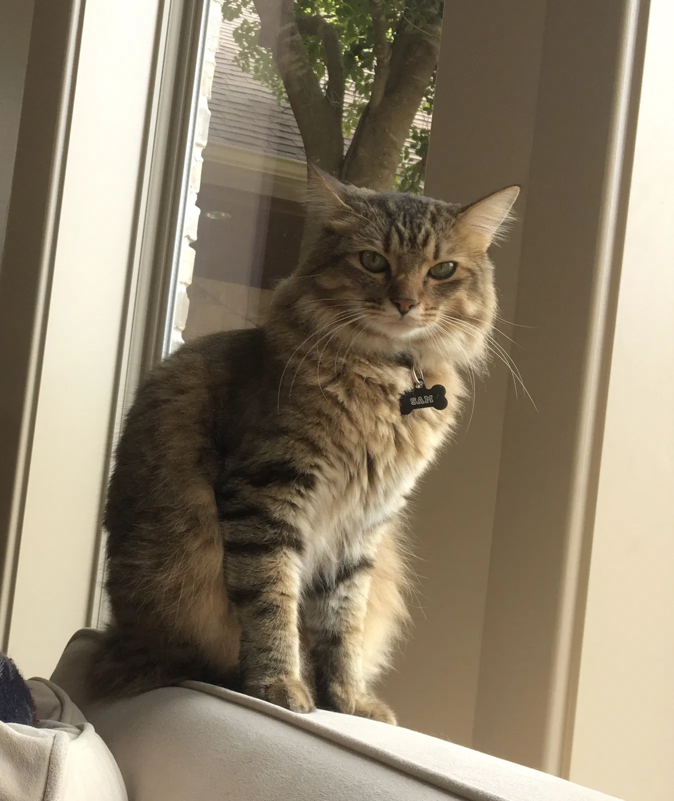 Lost cat in Allen, TX, 75002