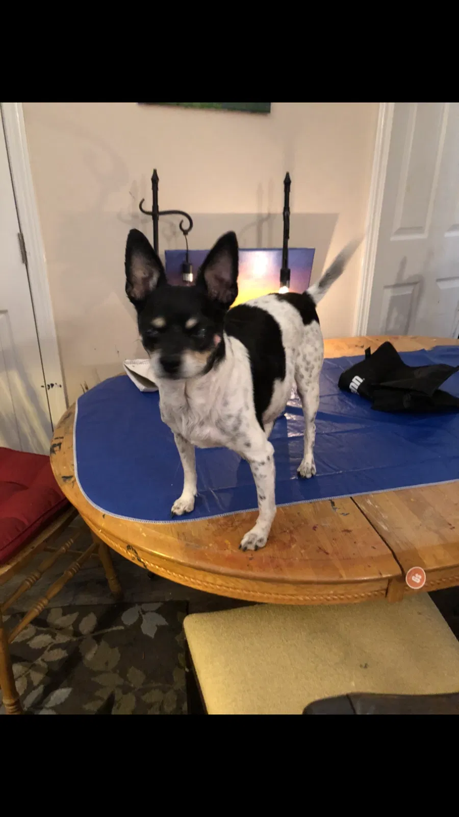 Lost dog in Caldwell, ID, 83607