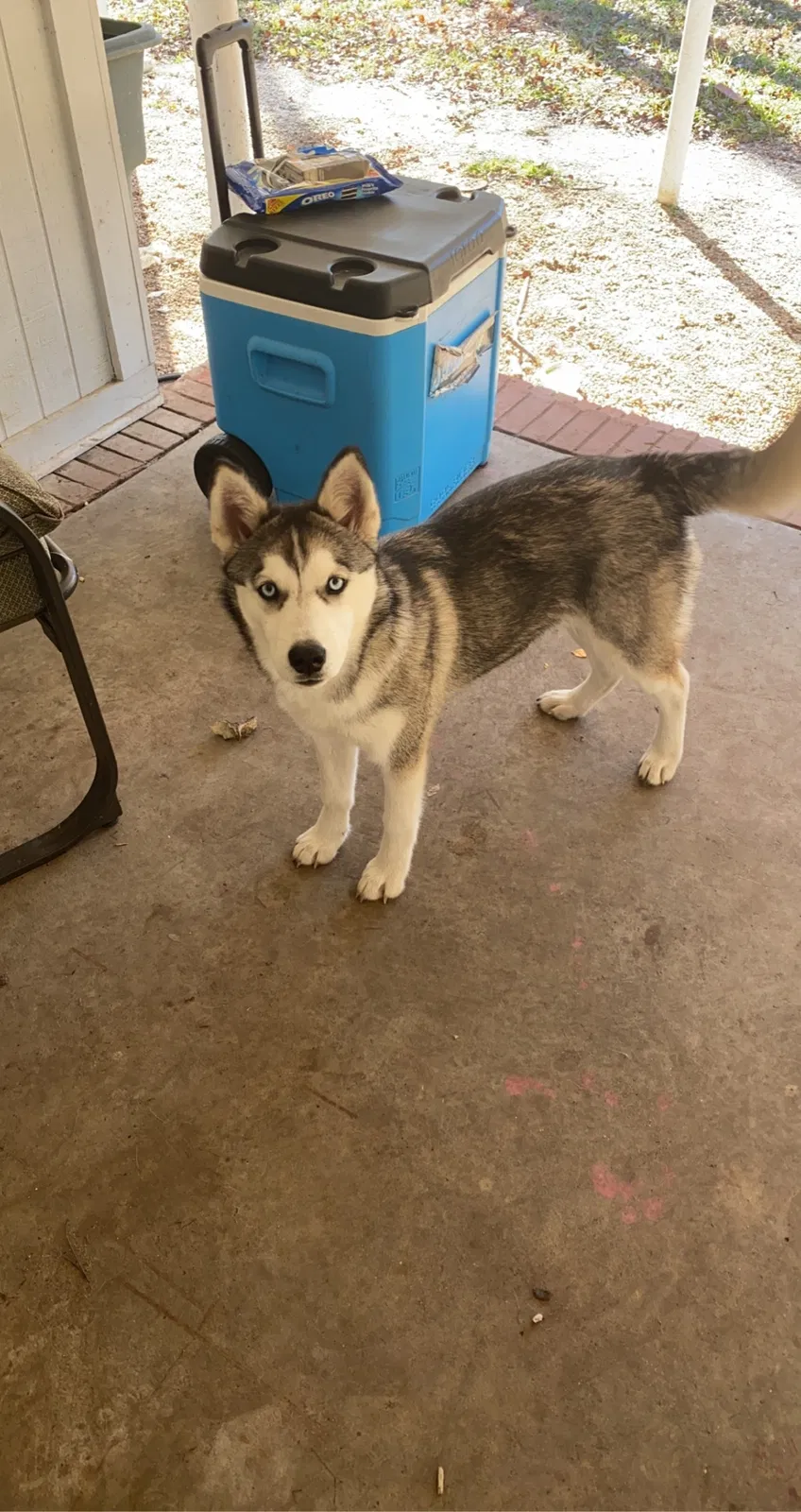 Lost dog in Wade, NC, 28395