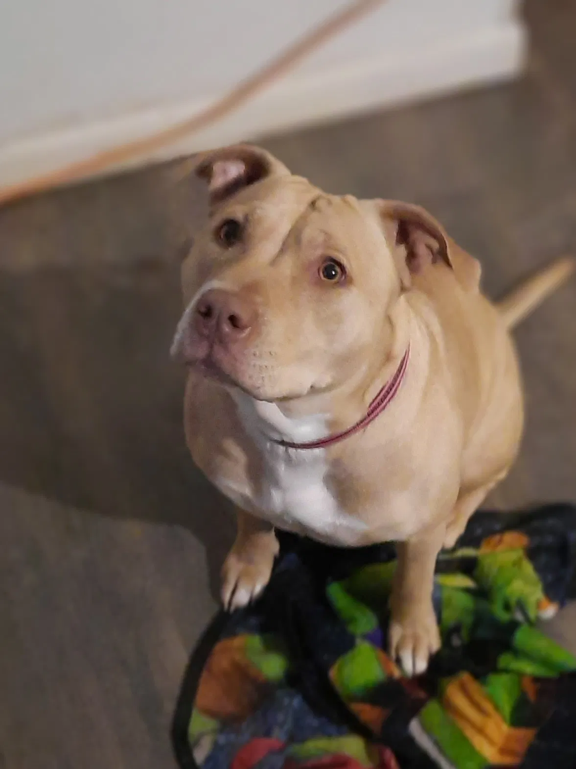Lost dog in Bryson City, NC, 28713