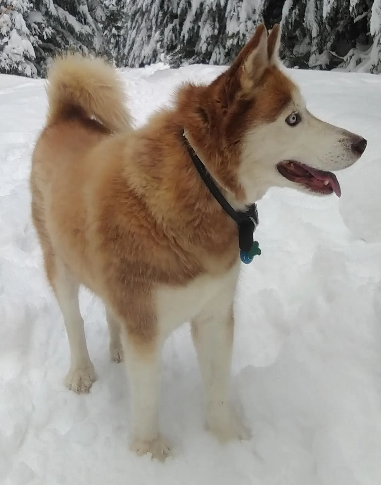 Lost dog in Hood River, OR, 97031