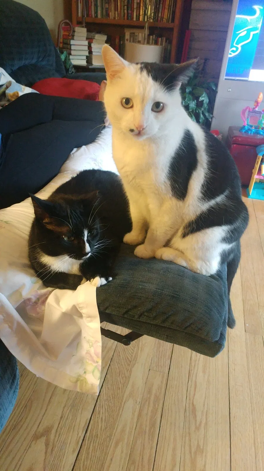 Lost cat in Louisville, KY, 40214