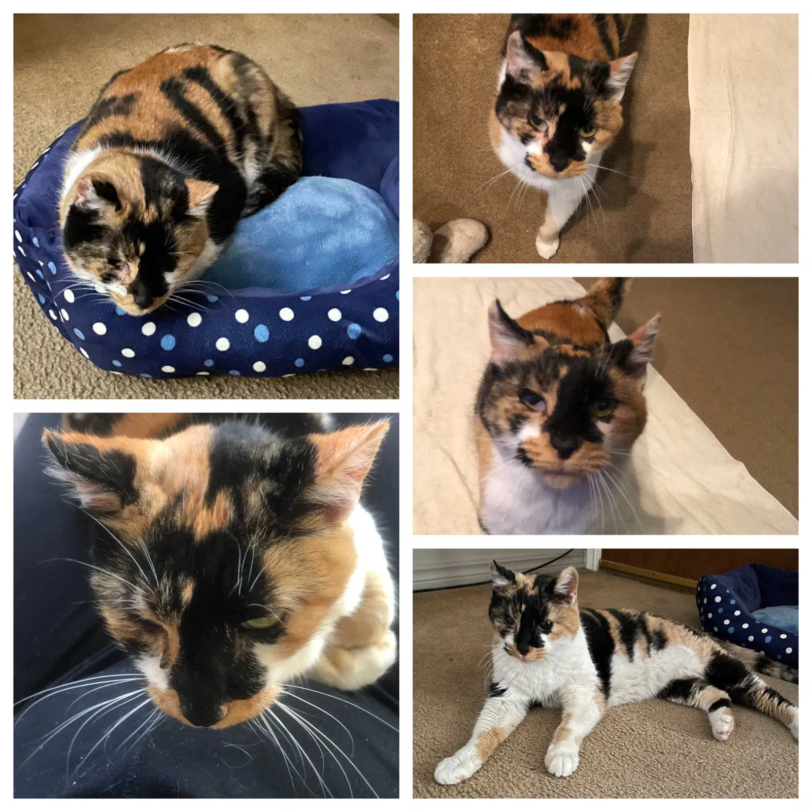 Lost cat in Bethany, OK, 73008