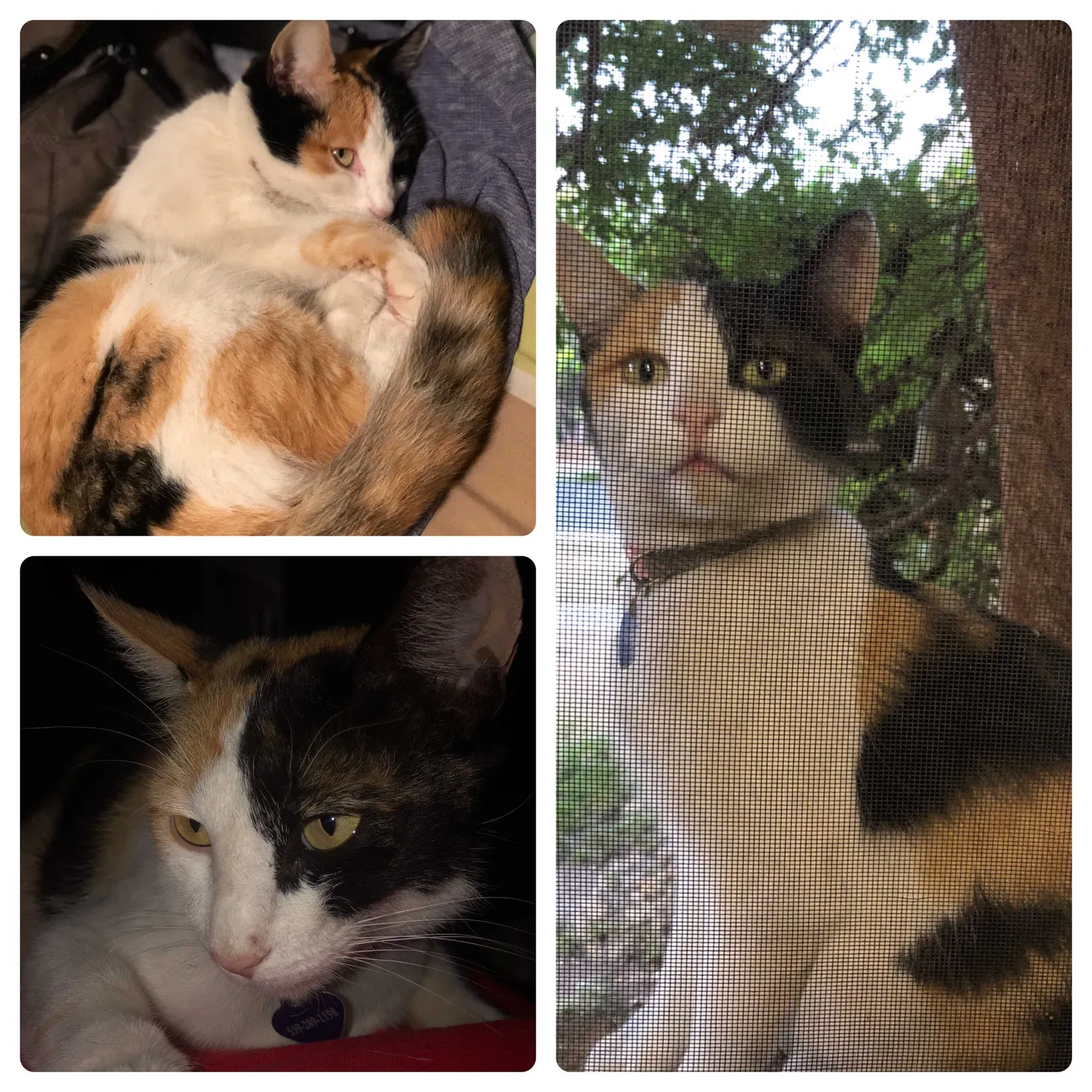 Lost cat in Clovis, CA, 93612