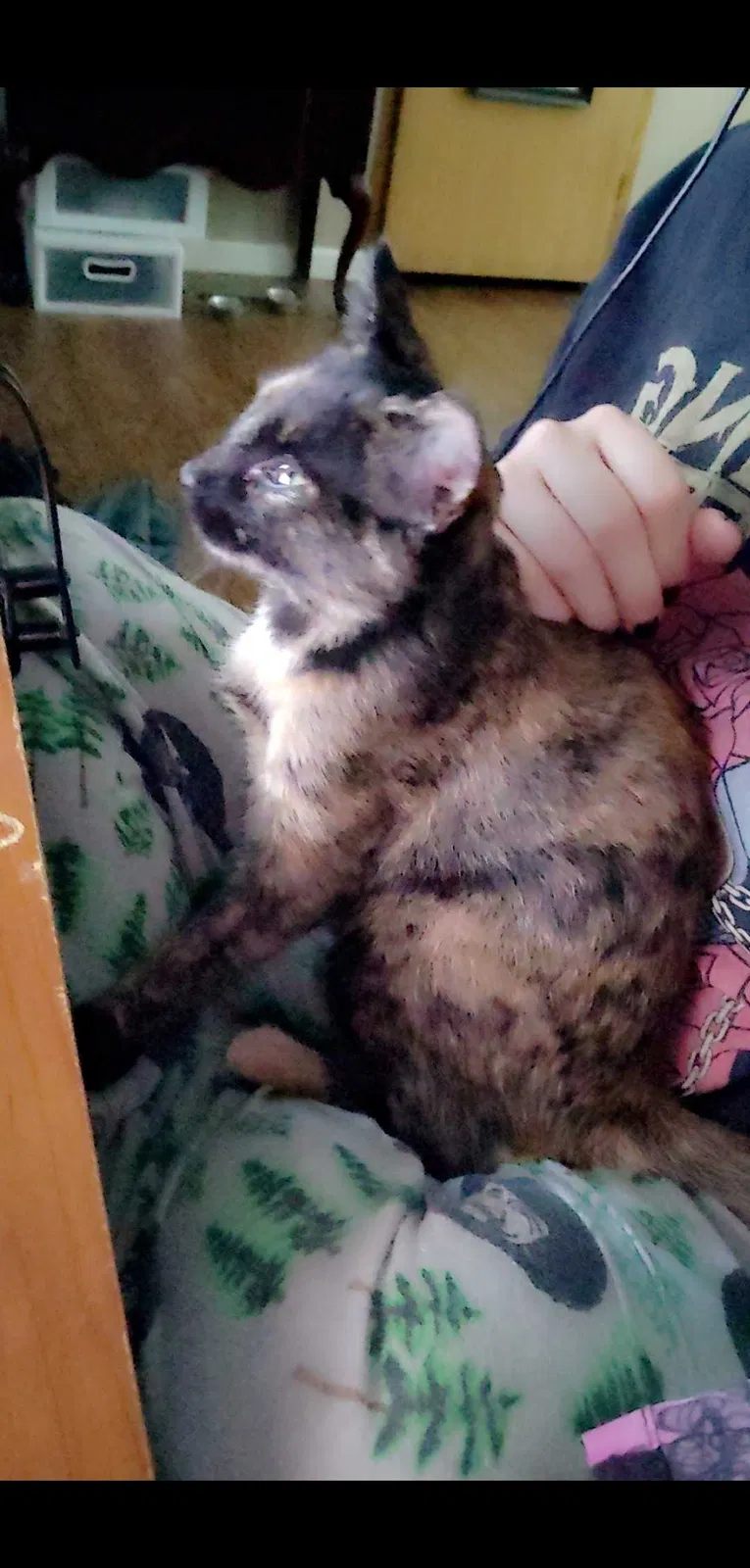 Lost cat in Columbia, TN, 38401