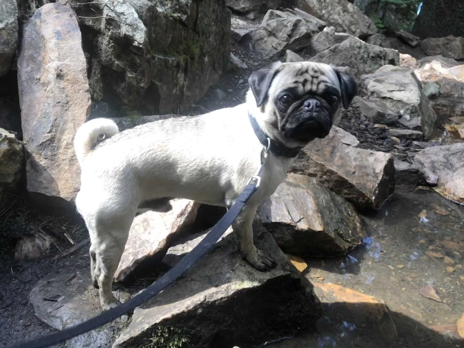 Lost dog in Ramona, OK, 74061