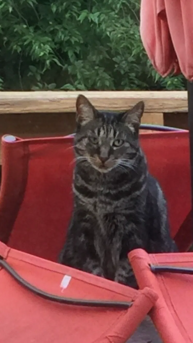 Lost cat in Liberty, MO, 64068