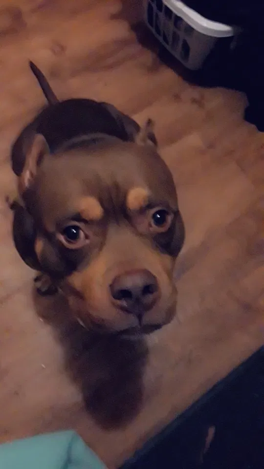 Lost dog in Cedar Rapids, IA, 52404