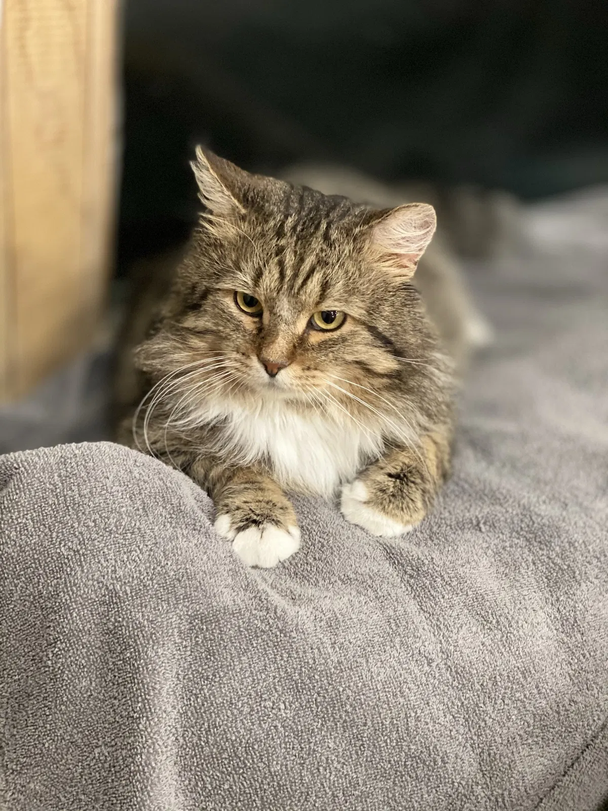 Lost cat in Cleveland, OH, 44129