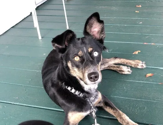 Lost dog in Chapel Hill, TN, 37034