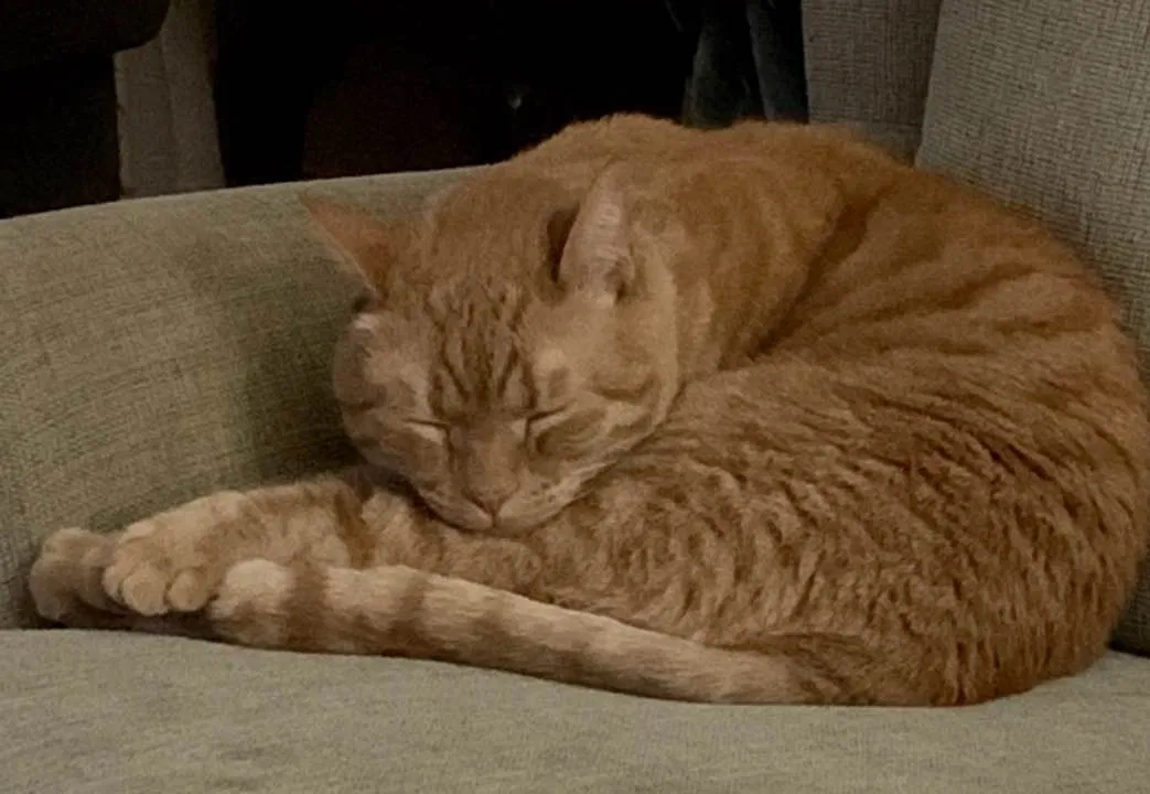 Lost cat in Pickerington, OH, 43147