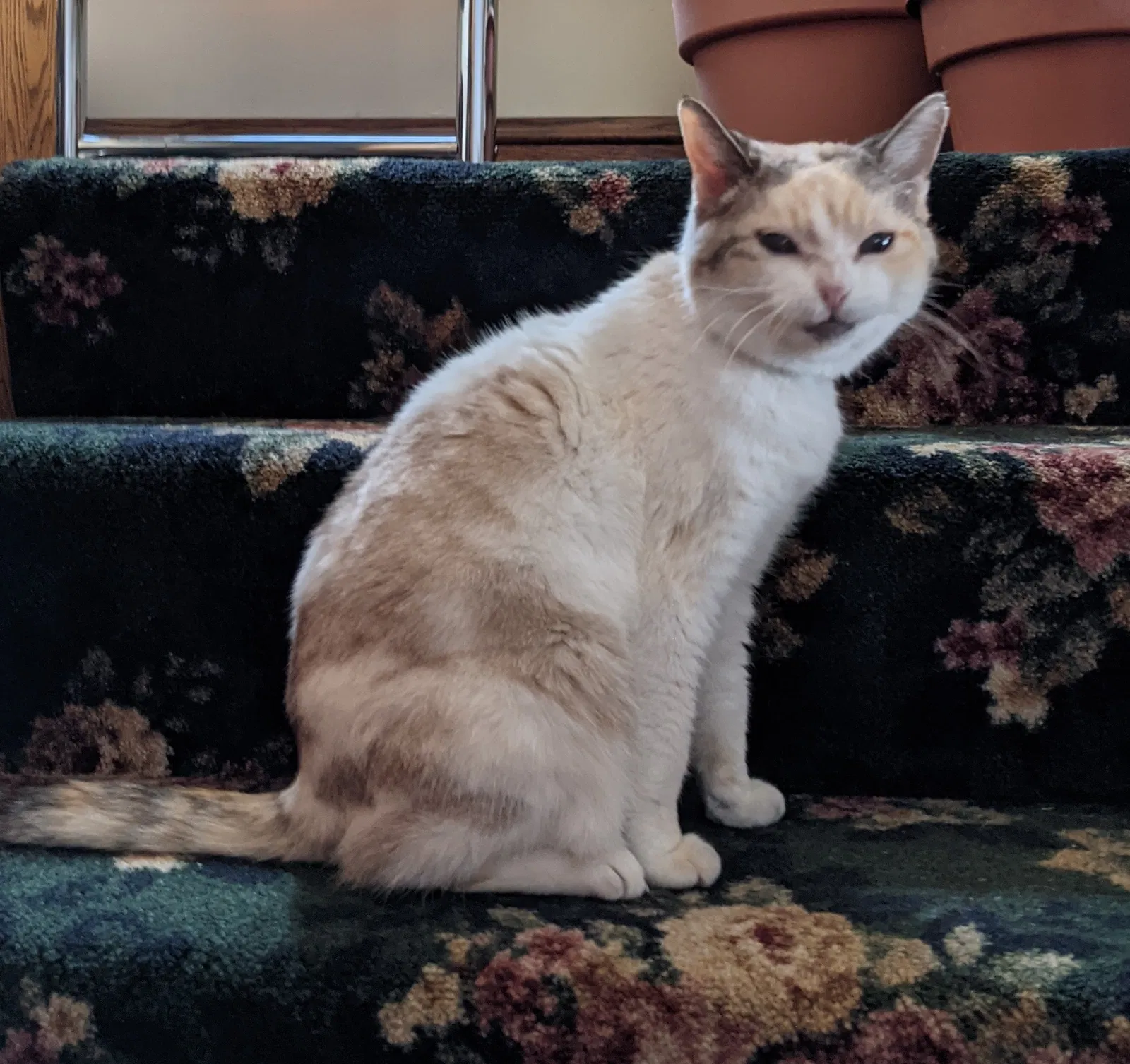 Lost cat in Minneapolis, MN, 55404