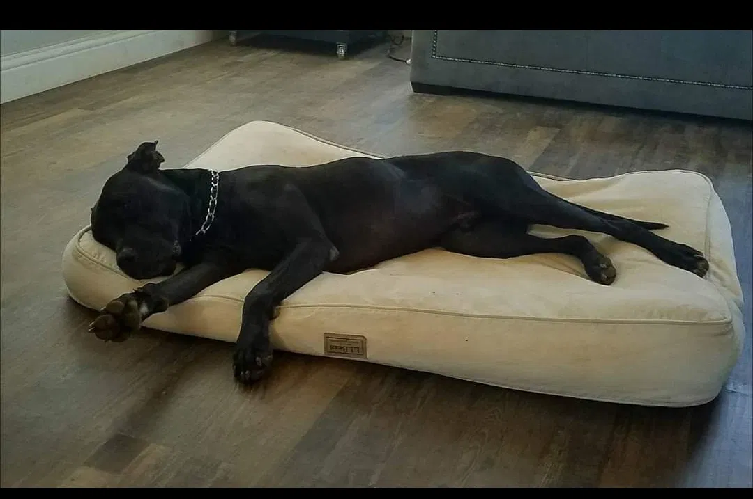Lost dog in Mountain Ranch, CA, 95246