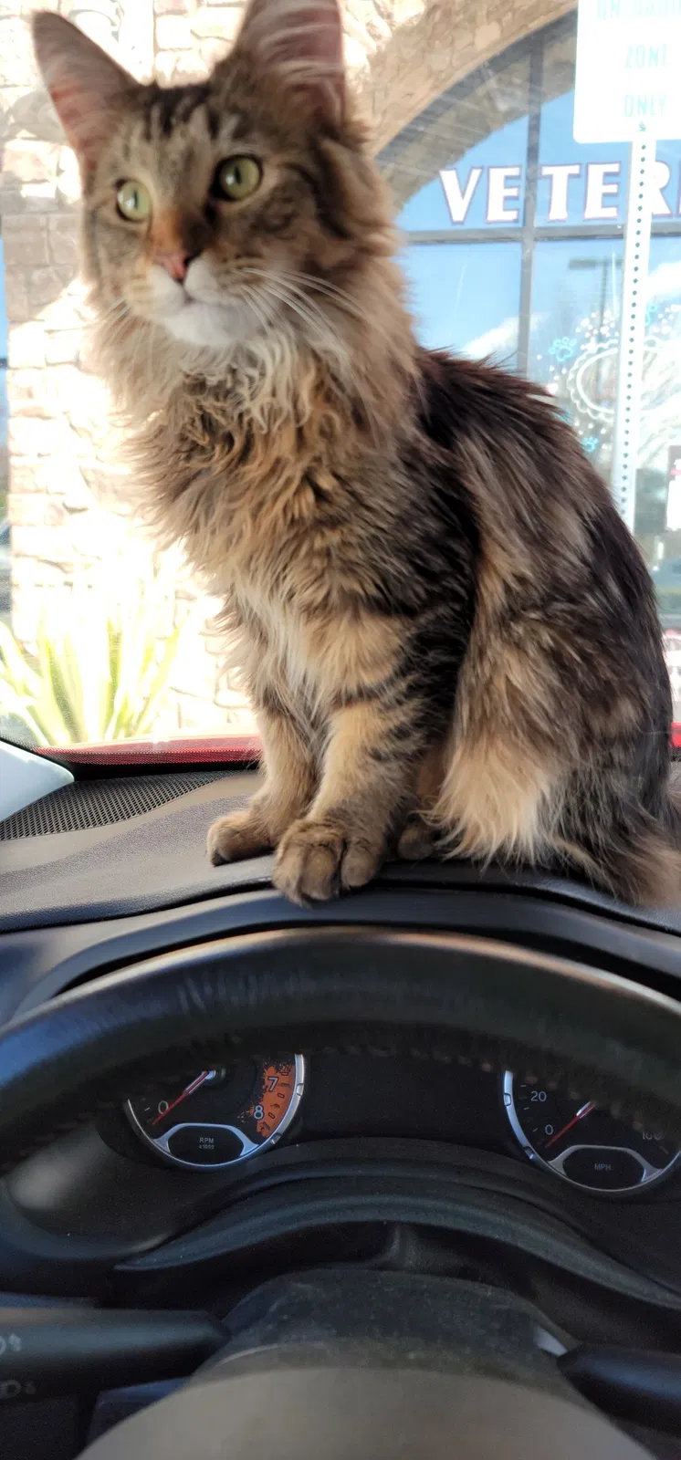 Lost cat in Winchester, CA, 92596
