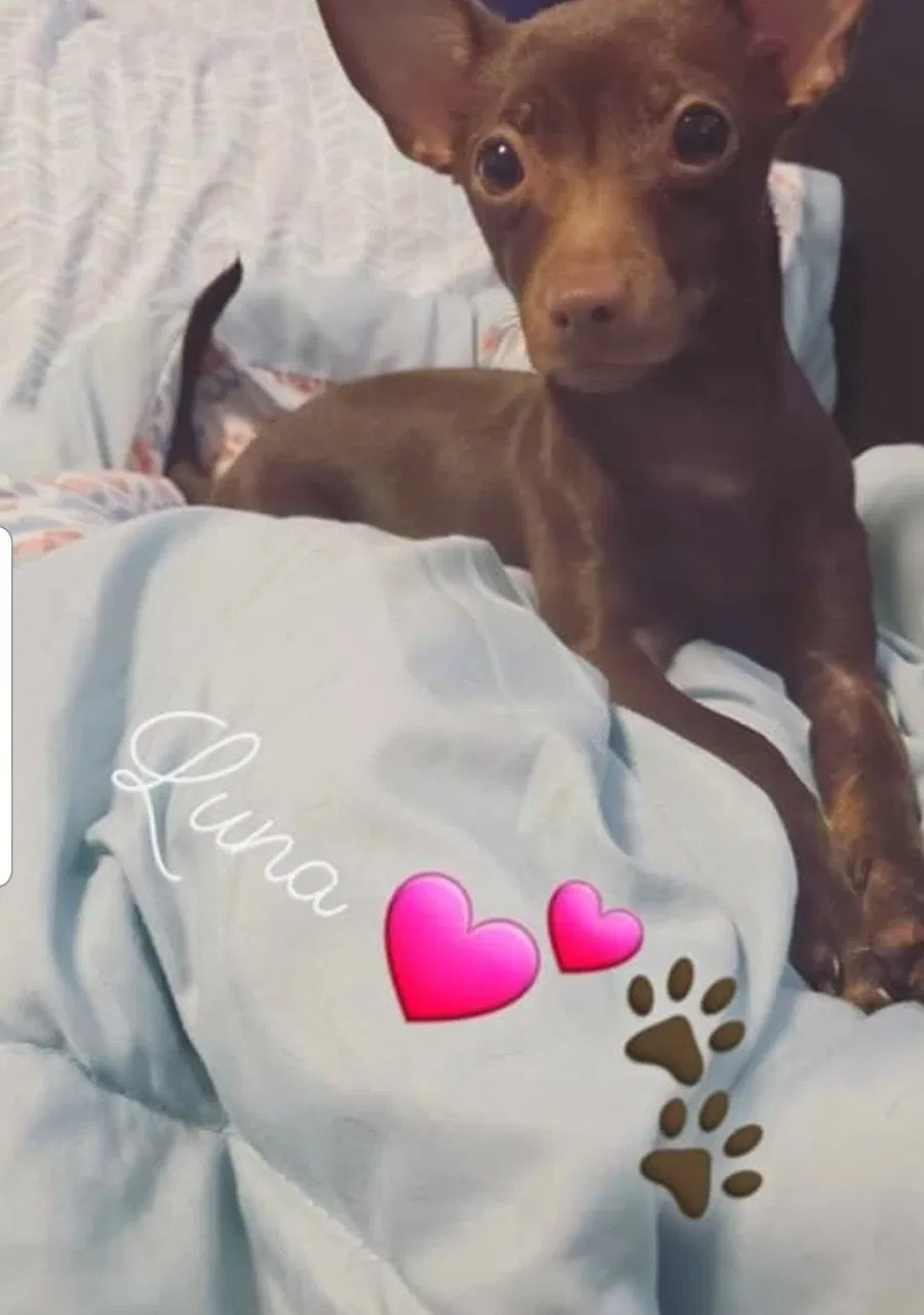 Lost dog in Elizabeth, NJ, 7202