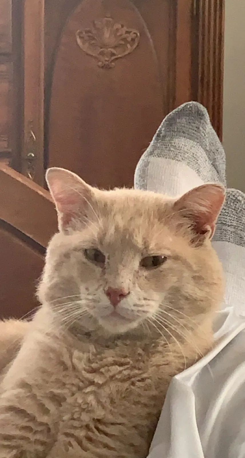 Lost cat in Plain City, OH, 43064