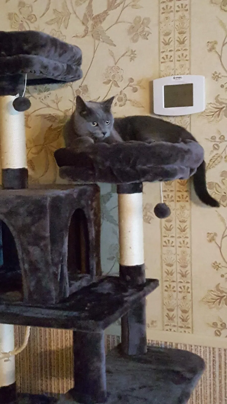 Lost cat in Willingboro, NJ, 8046