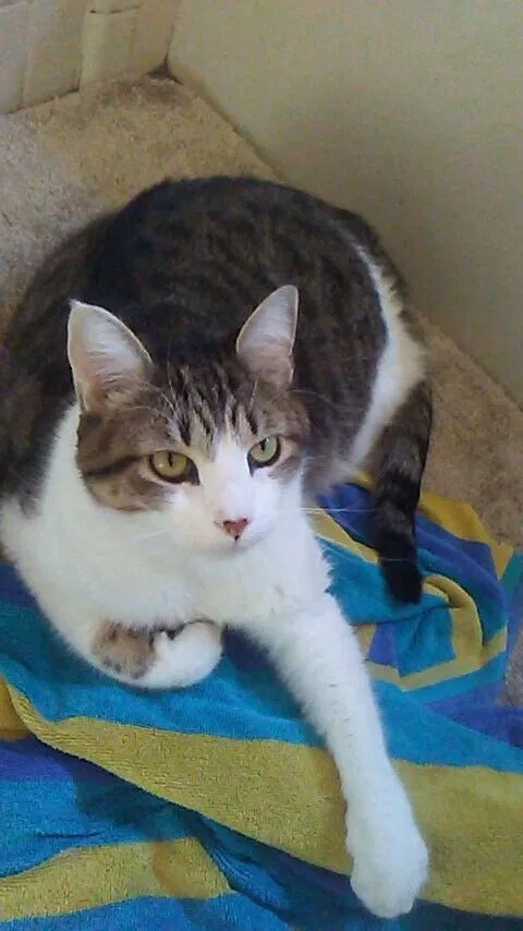 Lost cat in Oldsmar, FL, 34677