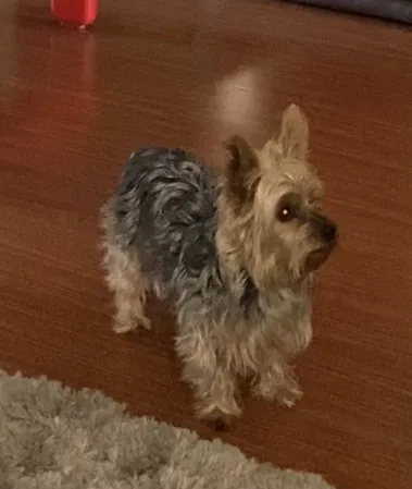 Lost dog in Vista, CA, 92084