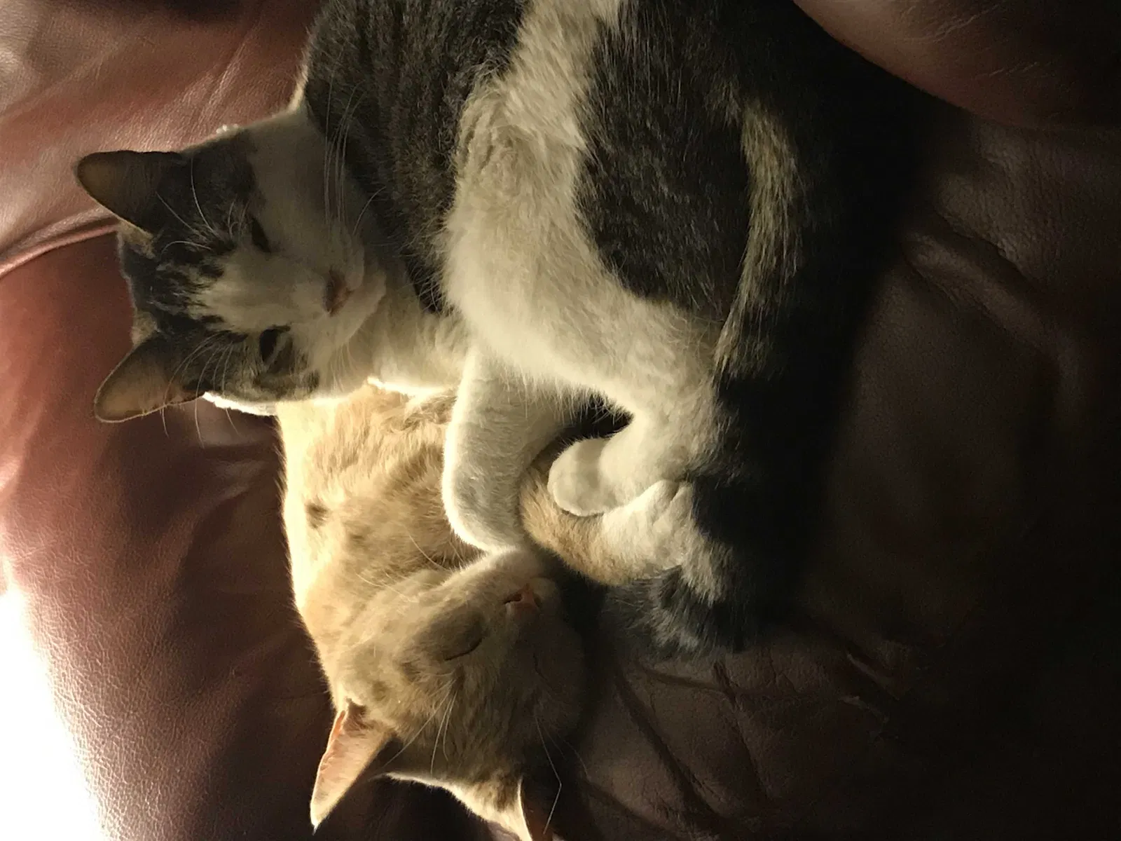 Lost cat in Hanford, CA, 93230