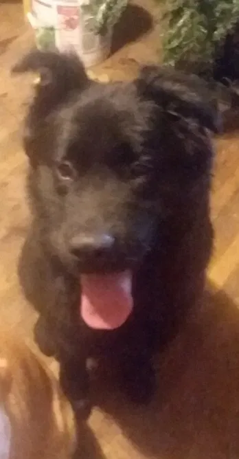 Lost dog in Hartford City, IN, 47348