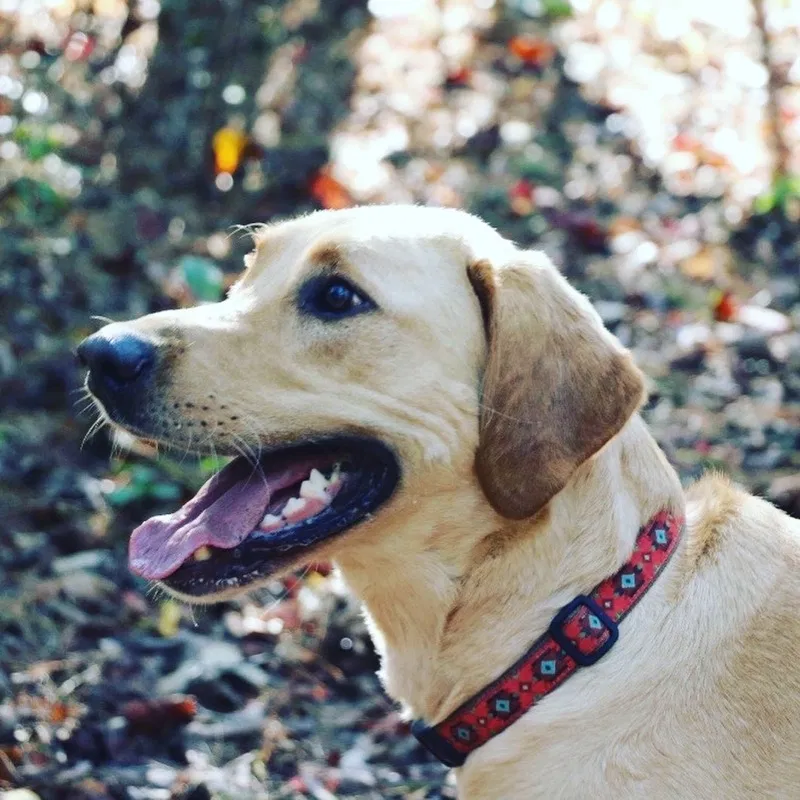 Lost dog in Walsenburg, CO, 81089