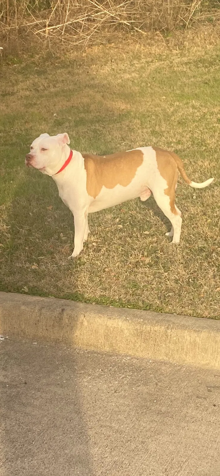 Lost dog in Dallas, TX, 75235