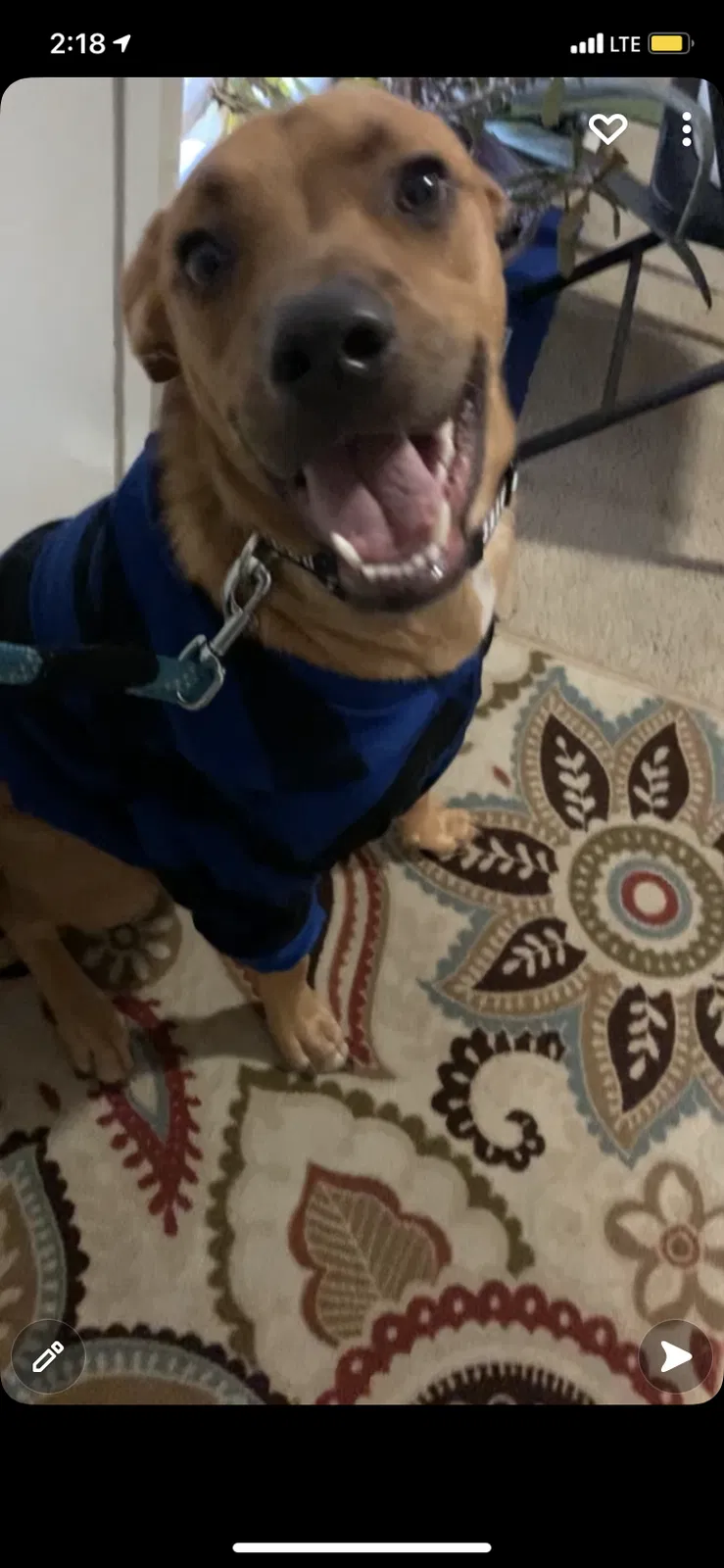 Lost dog in Fort Worth, TX, 76116