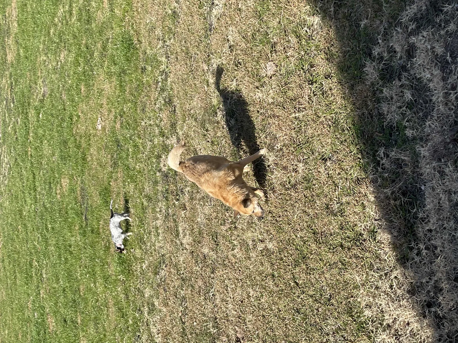 Lost dog in Rockwall, TX, 75032