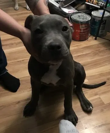 Lost dog in Denver, CO, 80204