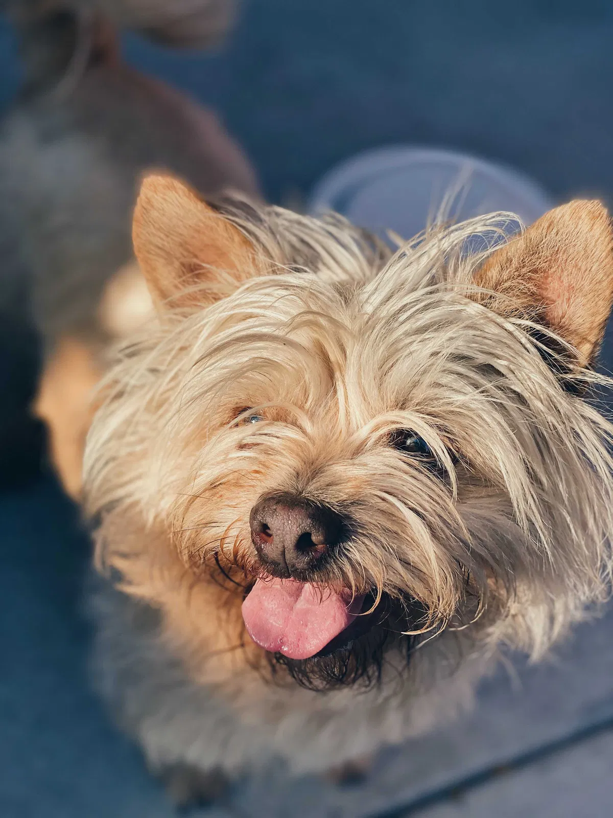 Lost dog in Inglewood, CA, 90302