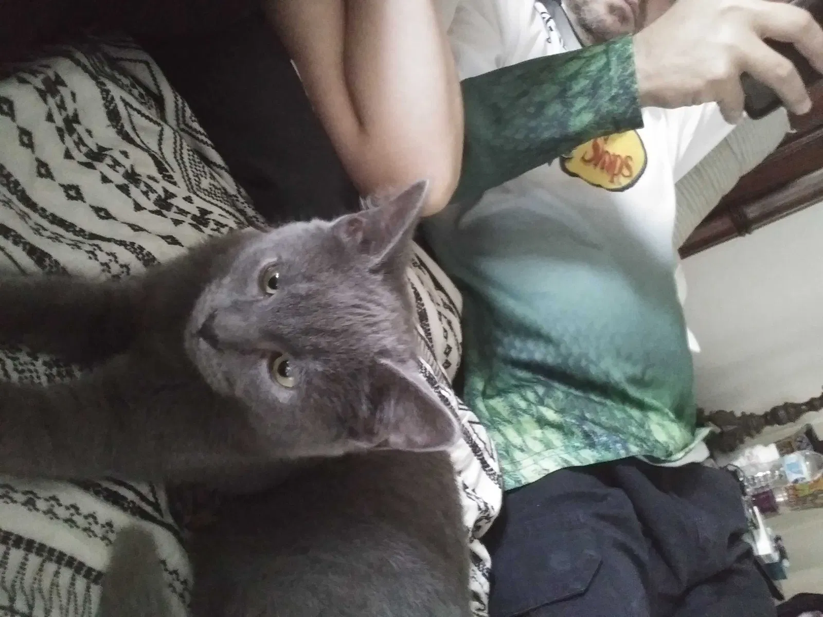 Lost cat in Melbourne, FL, 32940