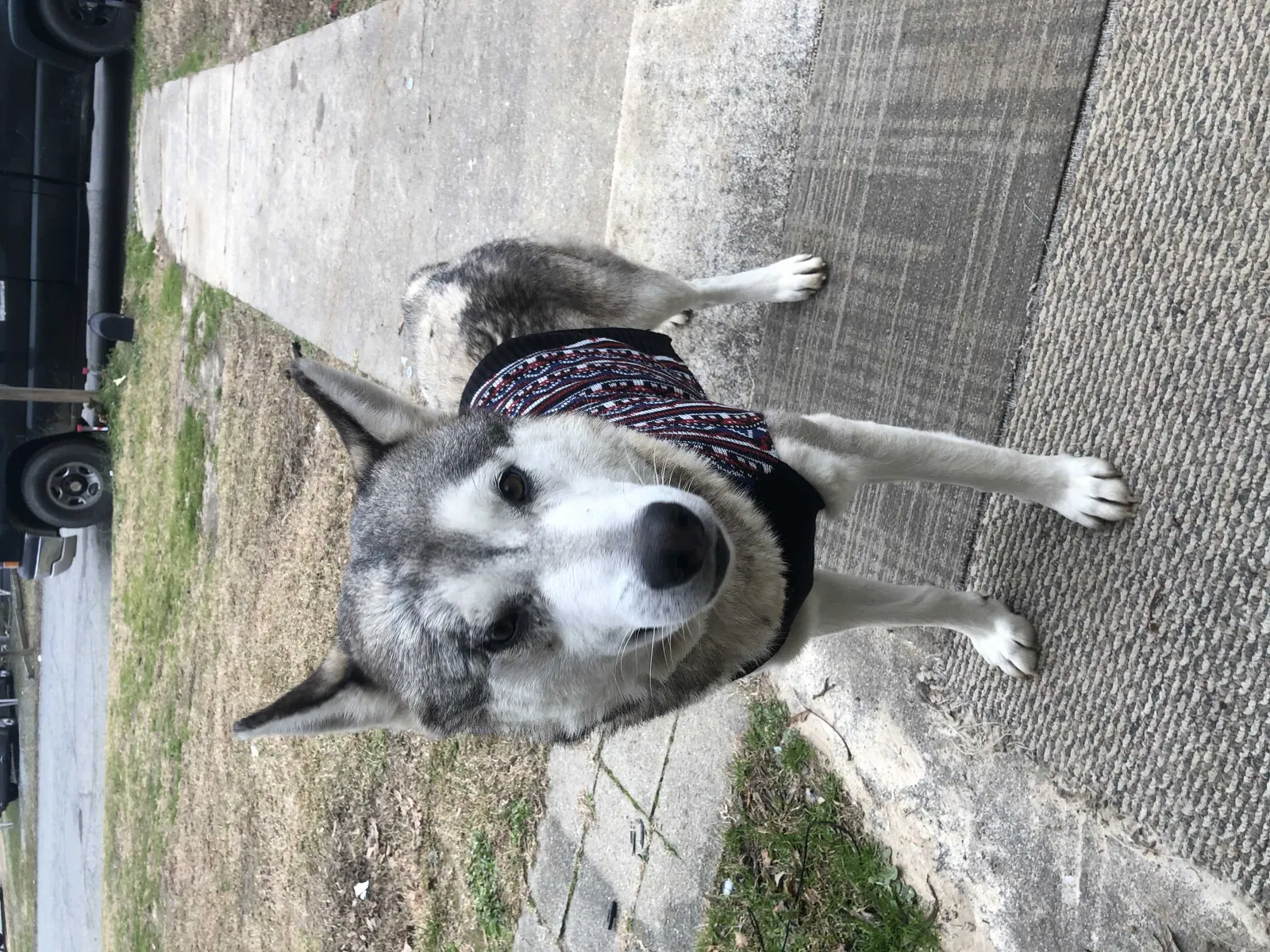 Lost dog in Lexington, NC, 27295