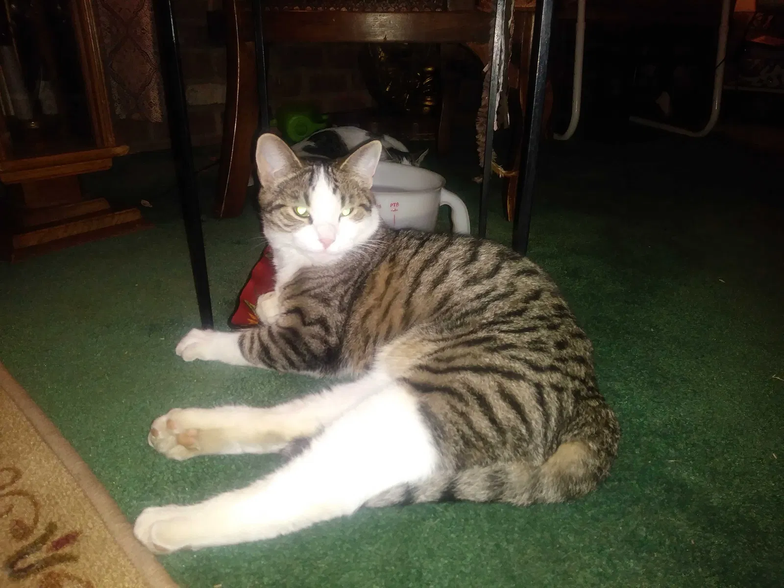 Lost cat in Mission Hills, CA, 91345