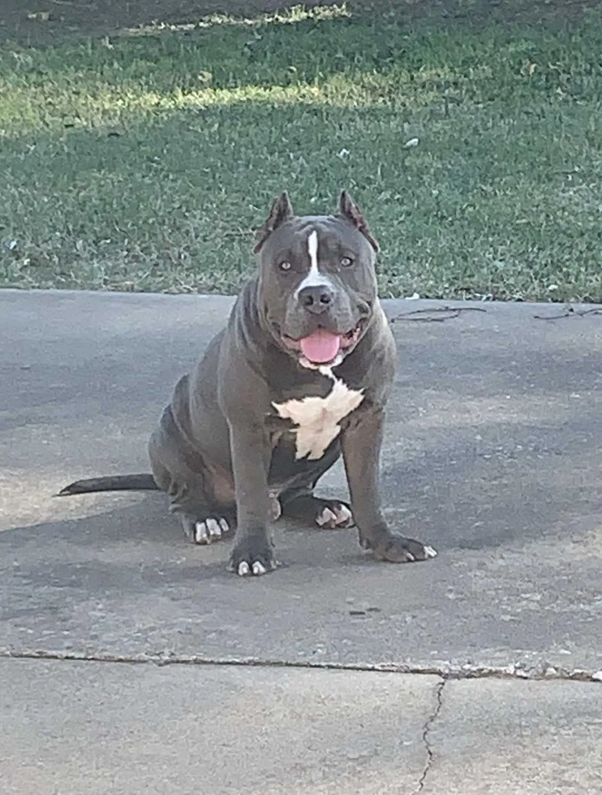 Lost dog in Oklahoma City, OK, 73159