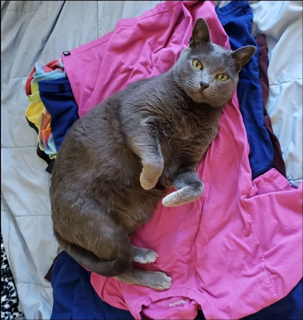 Lost cat in San Diego, CA, 92104