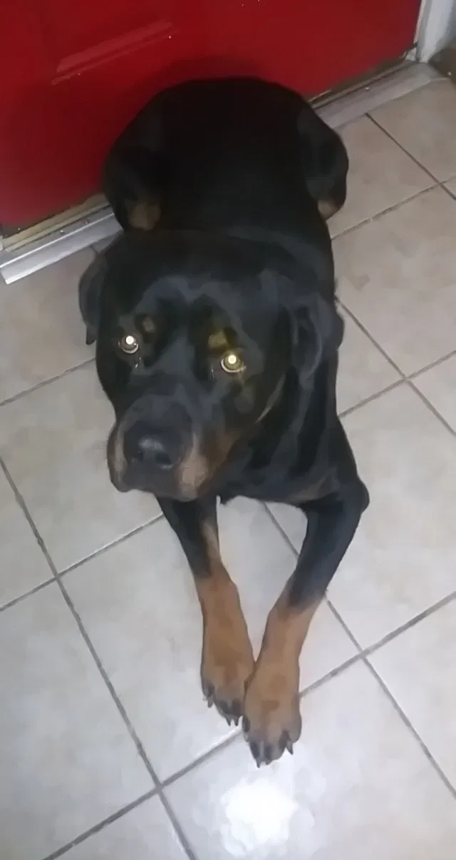 Lost dog in Oklahoma City, OK, 73119