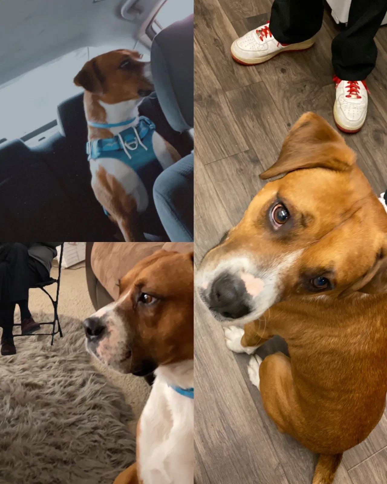 Lost dog in Fullerton, CA, 92833