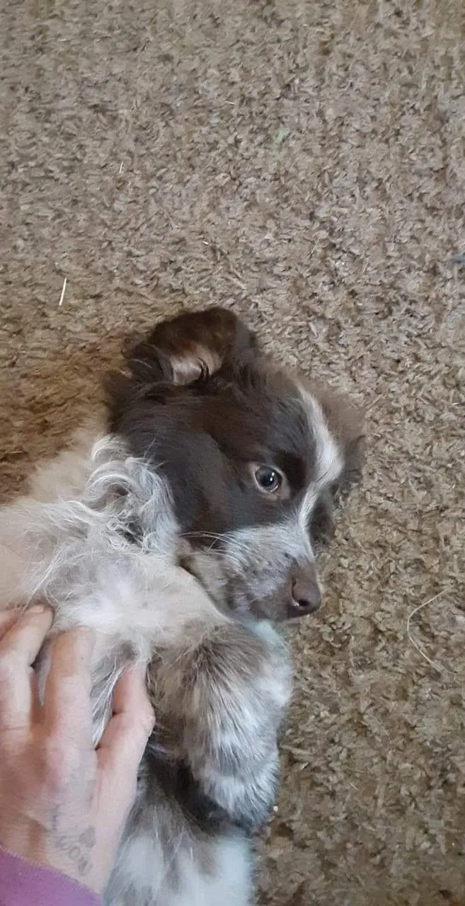 Lost dog in Chouteau, OK, 74337